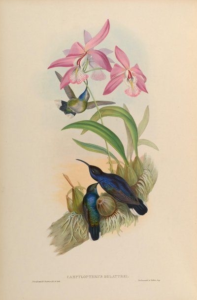 Campylopterus hemileucurus hemileucurus by John Gould